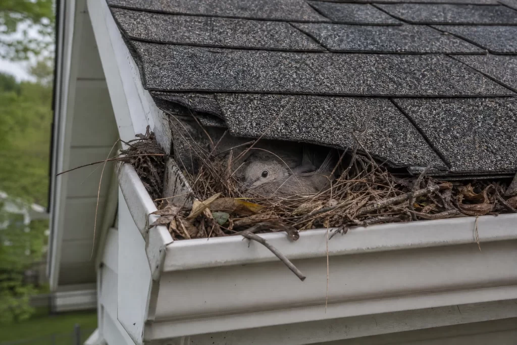 Pests at the Roofline